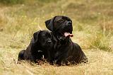 CANE CORSO 921